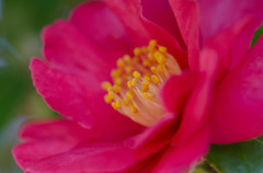 サザンカ　奈良平城宮跡にて