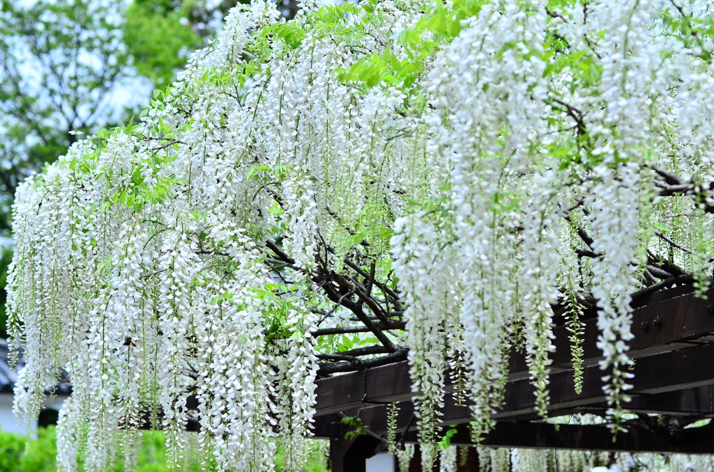 葛井寺　其の二