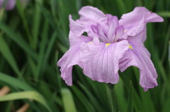 大阪　城北公園　花菖蒲園