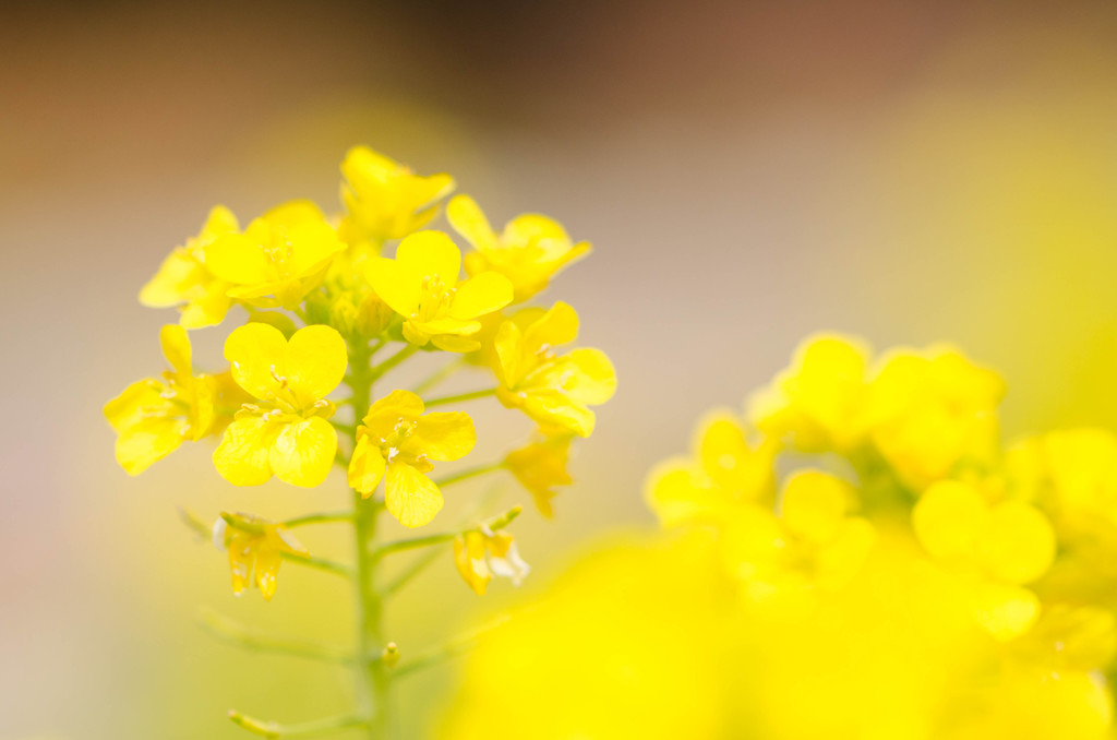 菜の花、春爛漫