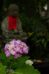 矢田寺　お地蔵様とあじさい