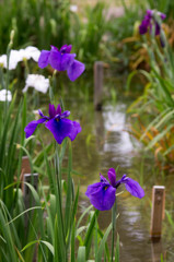 城北公園　花菖蒲園