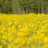 寒咲花菜の絨毯