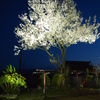 夜桜