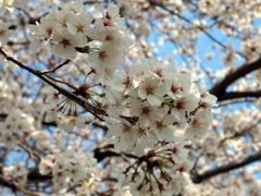 桜