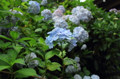 紫陽花