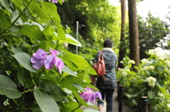 紫陽花2