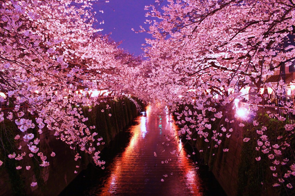 sakura