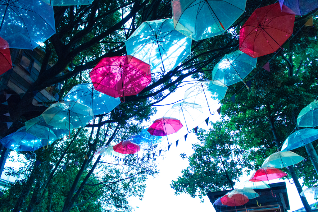 the rainy season umbrella