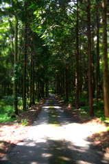 森の入口