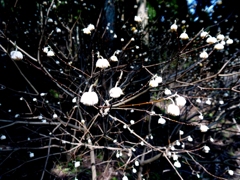 華