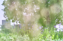 SDIM1436