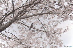 DSCF0929