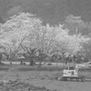 桜〜水墨画〜