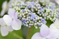 紫陽花
