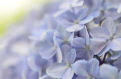紫陽花