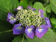 本土寺　紫陽花