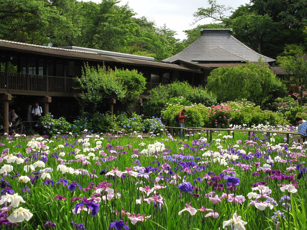 本土寺　菖蒲