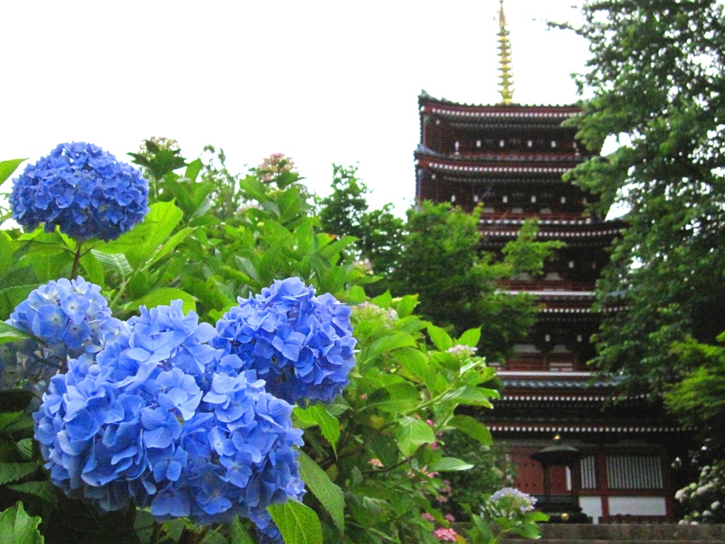 本土寺　アジサイ