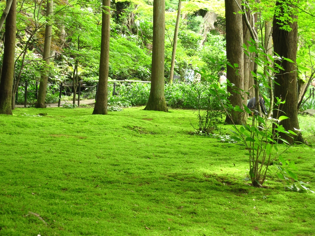 本土寺　苔