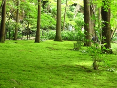 本土寺　苔