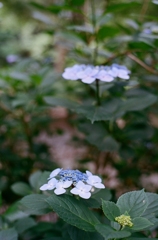 紫陽花