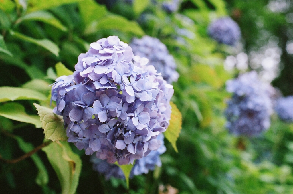 紫陽花