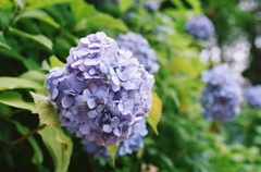 紫陽花