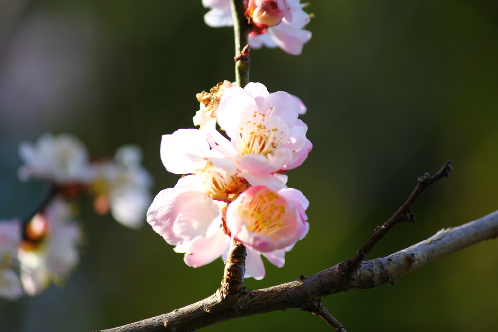 梅の花