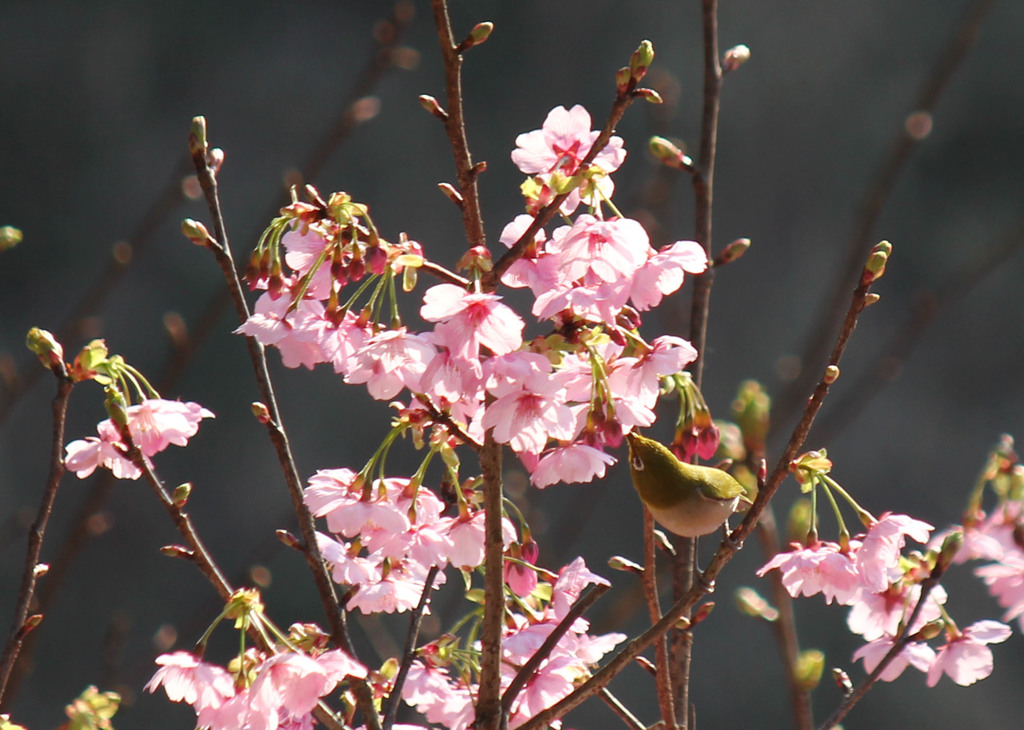 桜とメジロ