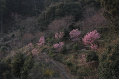 夕暮れの桜