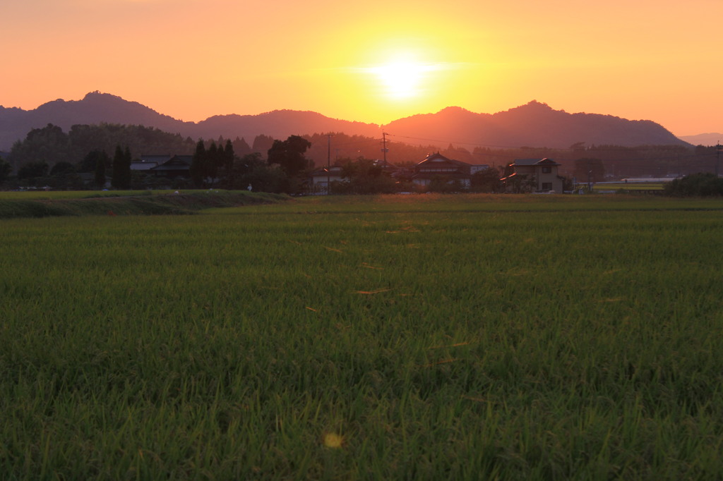 稲穂に映る太陽の光