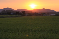 稲穂に映る太陽の光