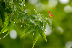 Leaf drops