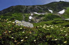 背の低い高嶺の花