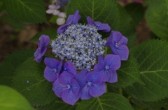 紫陽花_IGP3108