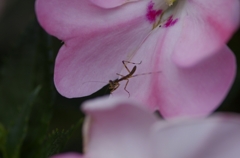 小さなカマキリ