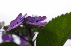 紫陽花