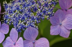 紫陽花_IGP3103 