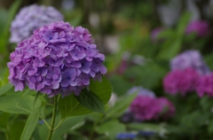 紫陽花