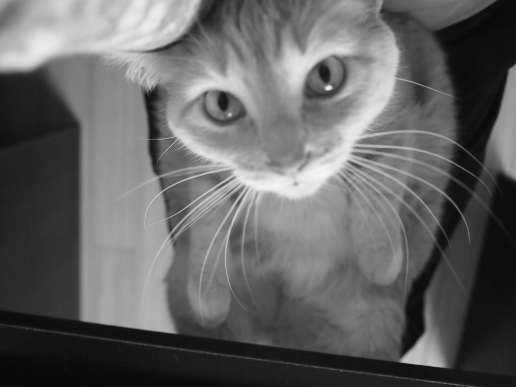 Portable Furry Lap Warmer