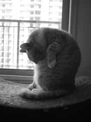 猫背のお手本