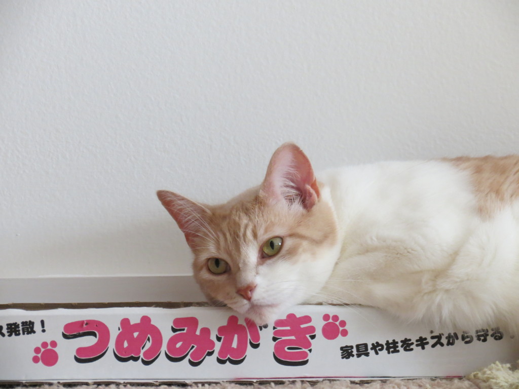 広告に偽りあり