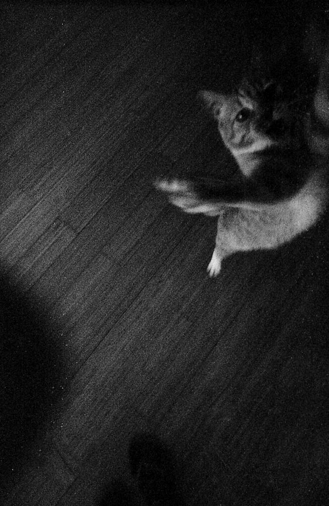 Cat Dancer - 13