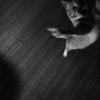 Cat Dancer - 13