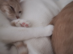 Touch ♡