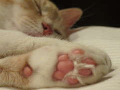 安眠中