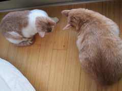 ちいさな訪問者