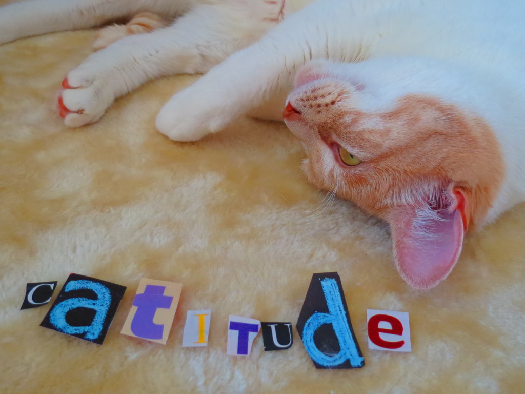 Catitude