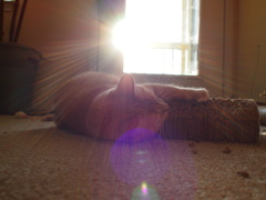 Kitty Attack!!